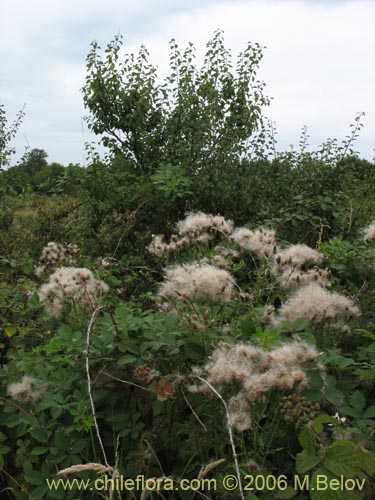 Image of Cirsium vulgare (Cardo negro). Click to enlarge parts of image.